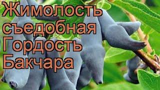 Жимолость съедобная Гордость Бакчара  обзор: как сажать, саженцы жимолости Гордость Бакчара