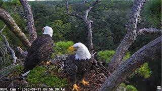 NEFL Cam 1 - Live Bald Eagle Cam