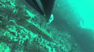 Deep spearfishing a big roman at Schoenis 36m, Port Elizabeth (with annotations)