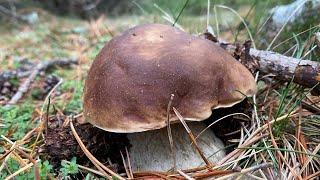 Boletus Edulis en pino silvestre 2023 ESPECTÁCULO!!!