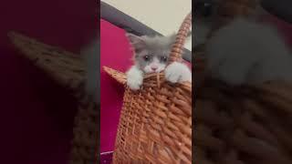 #cute #cat #love#status #trending #shorts #viralvideo #youtubeshorts