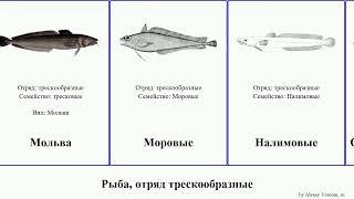 Рыба, отряд трескообразные мерлуза fish треска Долгохвостовые штейндахнерия Менёк Орегонская Sound