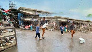 Parindy Leny Gae Or Taiz Barish Agae️