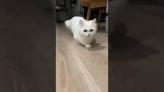 Funny cats  #shorts #youtubeshorts #prikoly #smeh #smeshno #funny #tiktok#mem #mems