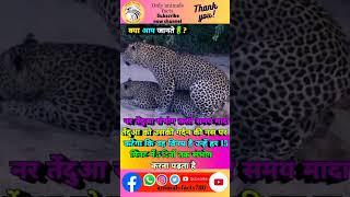 तेंदुआ संवाद (mating) के बारे में रोचक तथ्य #sorts #viral #facts #animals #leaprod#ytshort