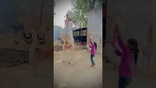 छोटी बच्ची ने घोड़ी को नचाया देखे कैसेNukri ghodihorse dancehorse dance videopushkar horse mela 2023