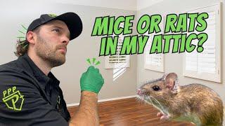 Is it Mice or Rats in Your Attic?