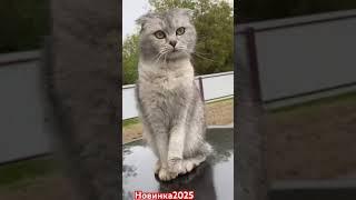 Мия #music #funny #comedy #novel #memes #remix #humor #fun #sketch