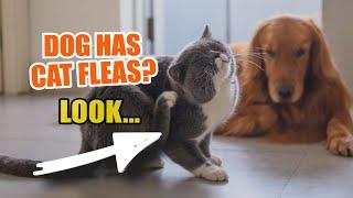  ¿WHAT if my DOG has CAT FLEAS?