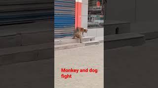 Monkey and dog fight #shorts