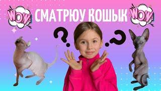 Посылка для кошек | Новые игрушки для КОТЯТ Мурмулинки - Эльфа и Сфинкса