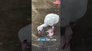 The Fluffy White Baby Flamingo