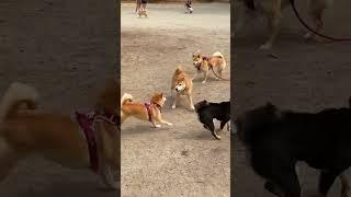 Shiba Meetup At the Dog Park! Get Your Free Therapy Here!!