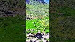 yüksek rakımlarda yaylacılar #turkey #malatya44 #hekimhan #yayla #kesfet #funny #sivas #travel