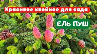 ЕЛЬ ПУШ. Эффектное хвойное растение для сада. Picea abies Pusch