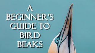 A Beginner's Guide to Bird Beaks