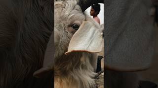 Aggressive White Kashmir #goat #animals #shorts #sheepandgoats