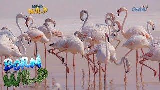 Born to be Wild: The life of greater flamingos