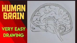 How to draw structure of human brain easily/ #human brain diagram#X science important diagram