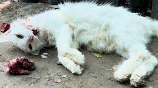 A Mother Cat's Desperate Struggle After Eating Poison – Emotional Rescue