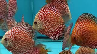 Red Pigeon Discus - December 2019 Shipment