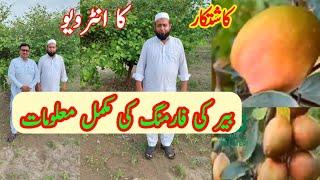 Bair Farming Techniques high yield Crop Jujube Farming in Punjab India Pakistan