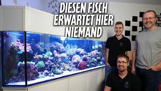 Armin's corner aquarium with MOUREAEN! - PlanktonPlus Aquaristik