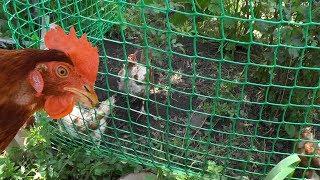 Relocatable enclosure for chickens (subs)