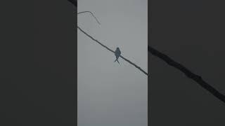 Ethical Bird Watching Tips: Patience #birds #birdwatching
