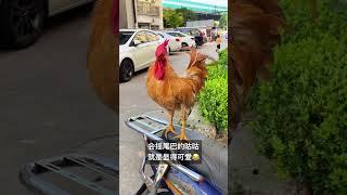 #Rooster# Cute pet #You're so beautiful #Daily record of cute pet #Animal puzzling behavior