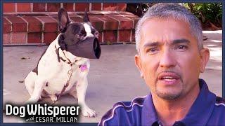 Anxious French Bulldog Won't Stop Biting His Owners | S4 Ep 31 | Dog Whisperer With Cesar Millan