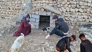 Isaac's big help to Ibrahim and Soghara: a home for adorable puppies