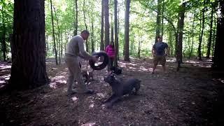 Loktionov Aleksey dog handler