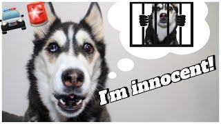 I told My Husky She’s Going to Jail..🫣