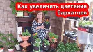 Бархатцы - как увеличить цветение! Прищипка бархатцев на рассаду