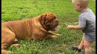 Dogue de Bordeaux & Baby Playing