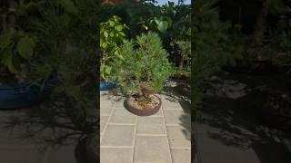 31 new videos incomingGiving my all to take care of them and give them a healthy future!#bonsai #fy