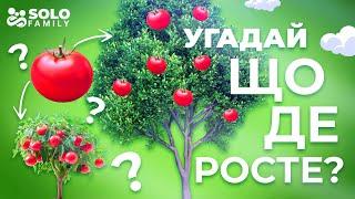 Що де росте відео для дітей - Овочі та фрукти - Де ростуть овочі - Де ростуть фрукти