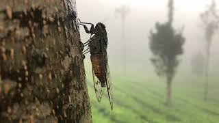 Sound of cicada || ചീവീട്‌ || ಜೀರುಂಡೆ ||झींगुर||Mating call || Indian Insects ||Wild wisdom ||#03