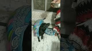 Dog Swag️#dog #doglover #labrador #shorts #shortvideo #feedshorts #swag