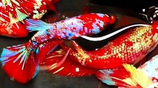 95"Most Beautiful Betta Fish: Stunning Colors & Gorgeous Betta Fish Tanks