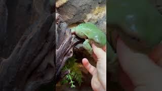 Frog feeding:)