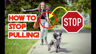 How to Stop Your Dog From Pulling On Leash - Easy Beginners Guide