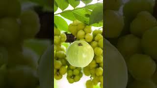 gooseberry #shorts