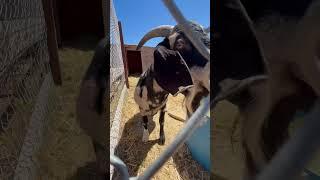 MOONEY! THE BLACK DAPPLED BOER BUCK 