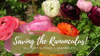 Saving the Ranunculus // Will they survive a Heatwave? // Green Bee Floral Co