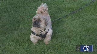 VIDEO: Virtual fundraising event for dog rescue group