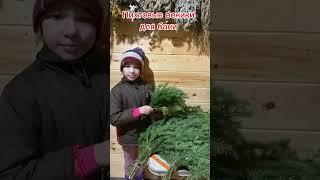 Пихтовые веники для бани#баня #софия рулит