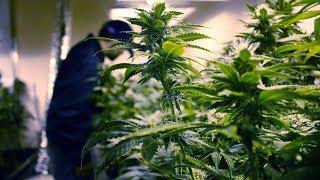 California Has Too Much Pot | Los Angeles Times