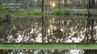 Pobblebonk Dam - Eastern Banjo Frogs calling along with native Australian birdsong